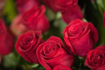 開店祝いの赤い花はなぜマナーに反するのか 花の宅配 予約 リンクフローリスト