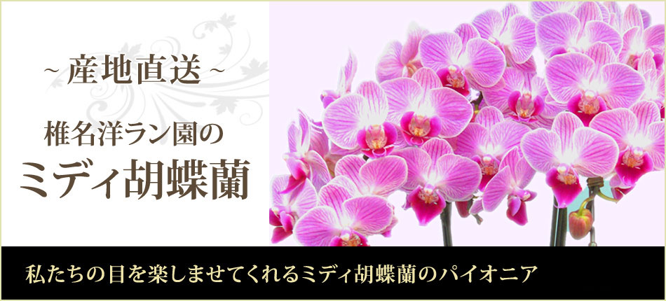産地直送！椎名洋ラン園のミディ胡蝶蘭 |贈り物やギフト・お祝い花ならリンクフローリスト