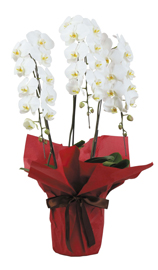 Ӓ3{(60cm)