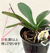 お花の切り方
