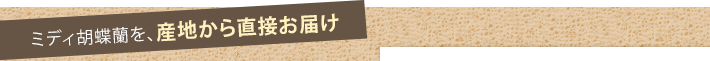 ミディ胡蝶蘭を、産地から直接お届け