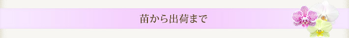 苗から出荷まで