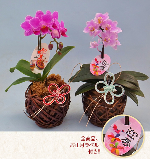 花ギフトが充実【フローリィネット】| お正月のお花