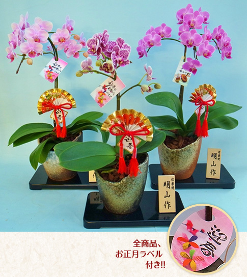 花ギフトが充実【フローリィネット】| お正月のお花